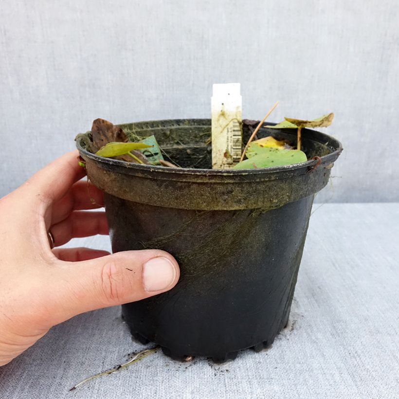 Amostra de Nenúfar Walter Pagels Vaso de 1,5 L/2 L tal como entregue no verão