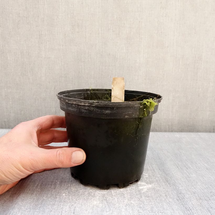 Amostra de Nenúfar Walter Pagels Vaso de 1,5 L/2 L tal como entregue no inverno