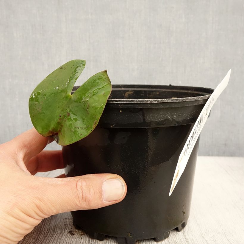 Amostra de Nenúfar Walter Pagels Vaso de 1,5 L/2 L tal como entregue na primavera