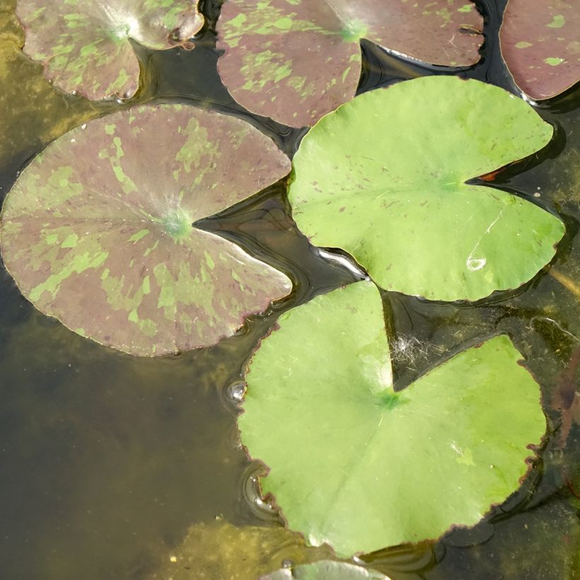 Nenúfar Wanvisa (Folhagem)