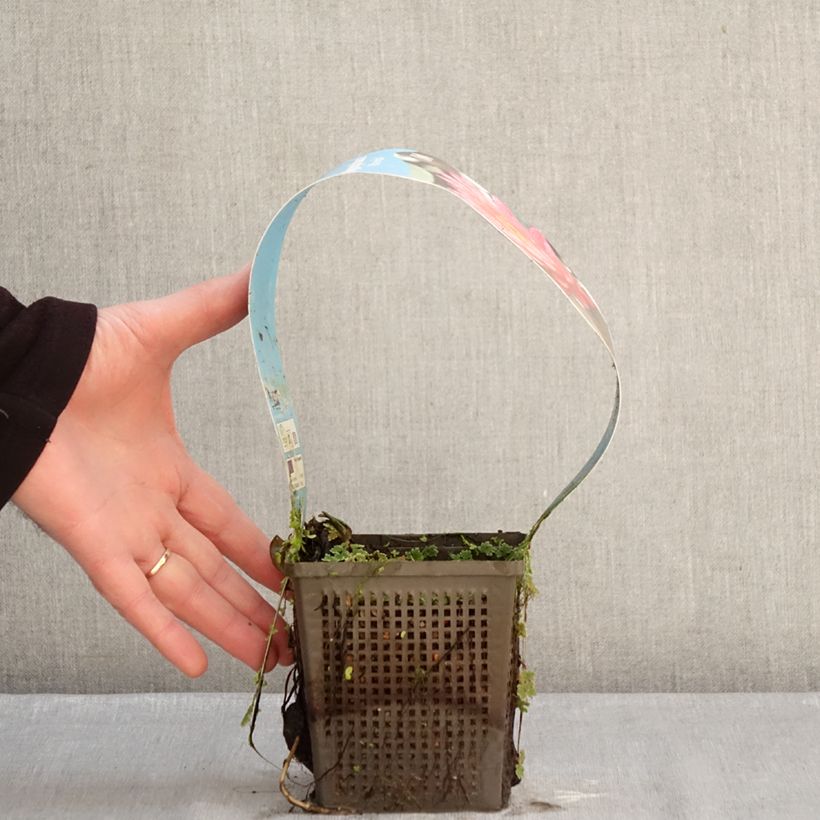 Amostra de Nymphaea Wanvisa - Nénuphar rustique Vaso de 1 L/1,5 L tal como entregue no inverno