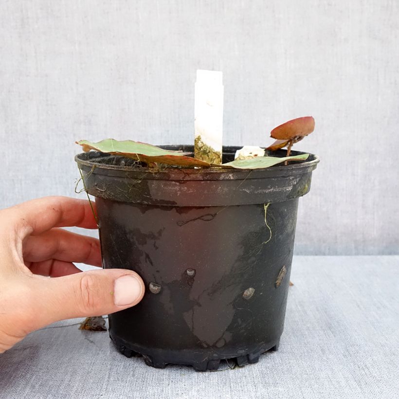 Amostra de Nenúfar Branco 1000 Petals Vaso de 1,5 L/2 L tal como entregue no verão