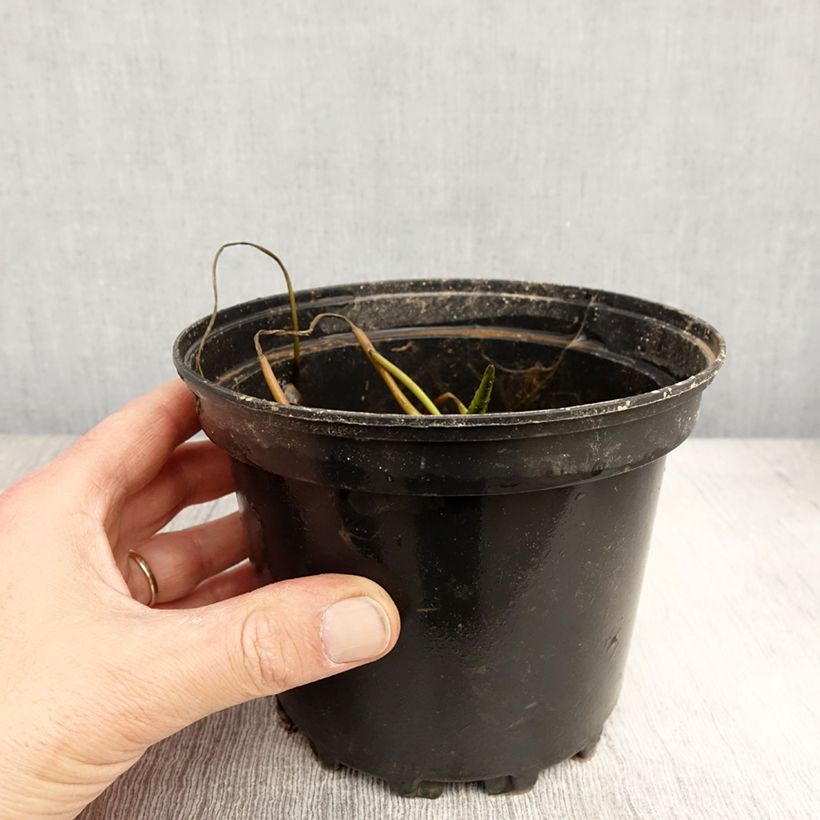 Amostra de Nenúfar Branco 1000 Petals Vaso de 1,5 L/2 L tal como entregue na primavera