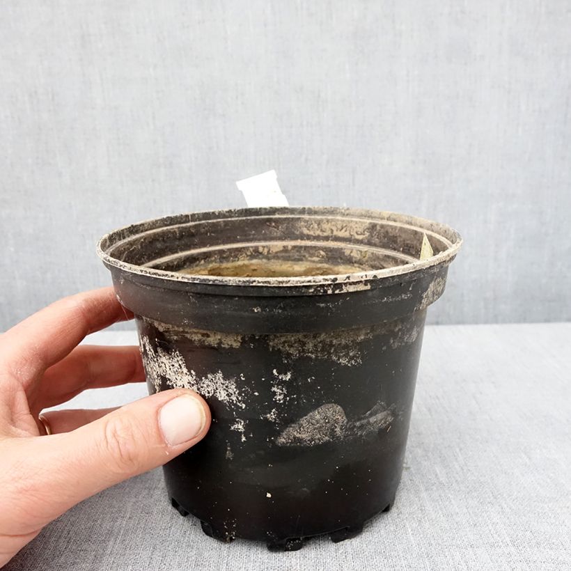 Amostra de Nymphaea White Sultan - Nénuphar rustique blanc Pot de 1,5L/2L tal como entregue no inverno