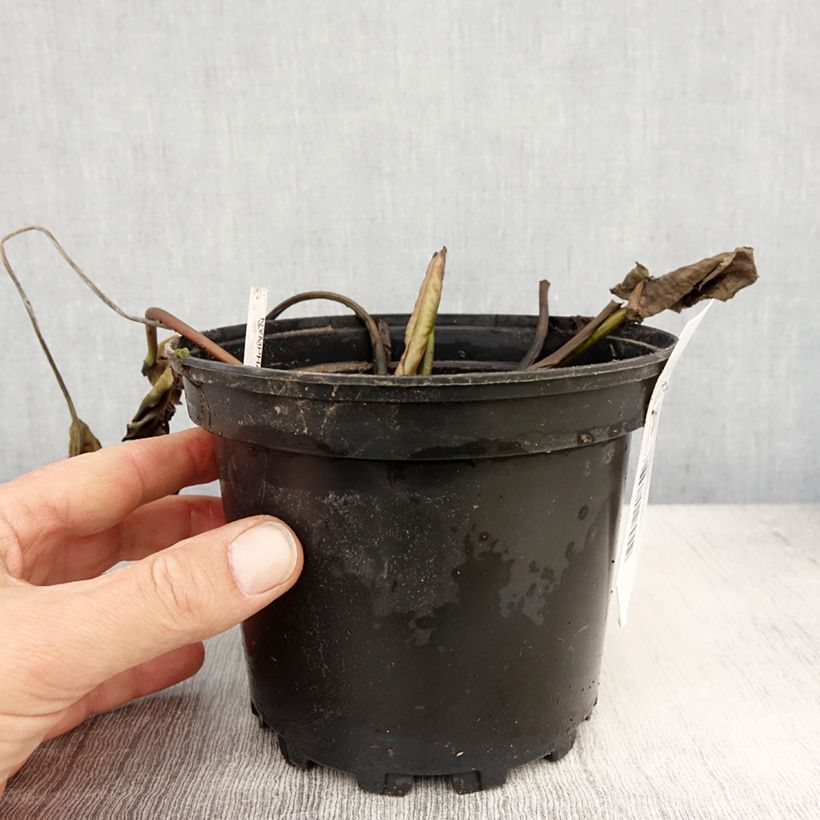 Amostra de Nenúfar White Sultan Vaso de 1,5 L/2 L tal como entregue na primavera