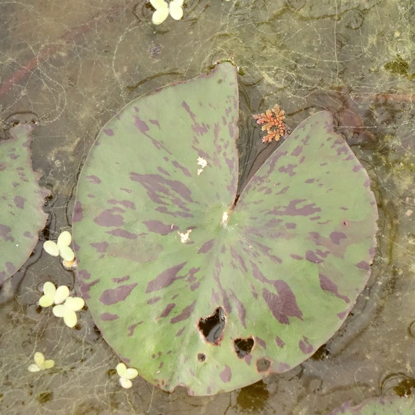 Nenúfar Yellow Enigma (Folhagem)