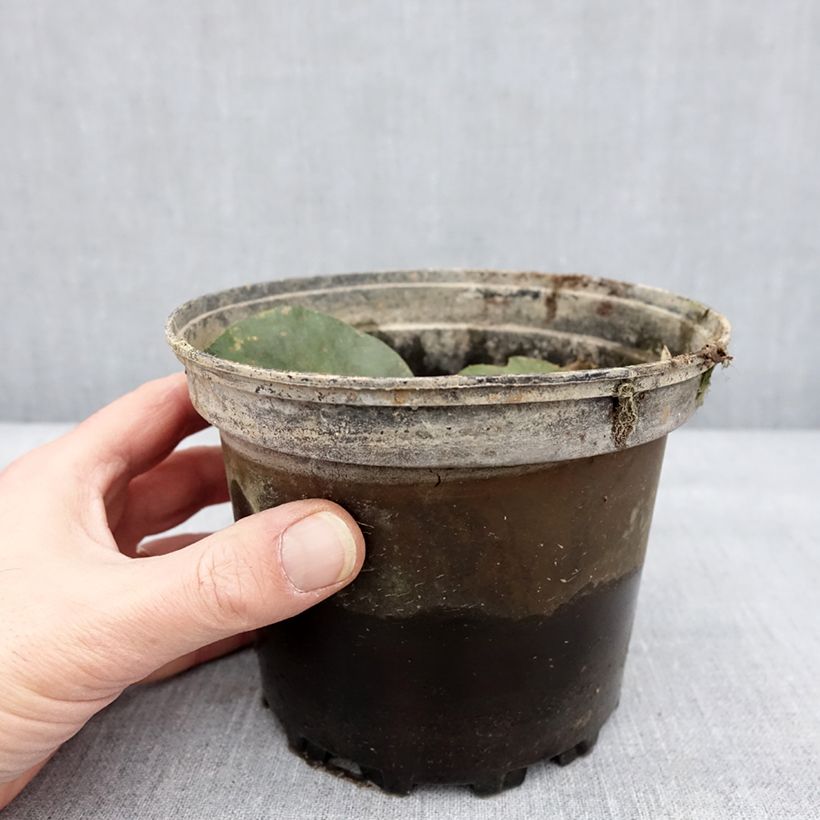 Amostra de Nymphaea Yellow Enigma - Nénuphar rustique jaune Pot de 1,5L/2L tal como entregue no inverno