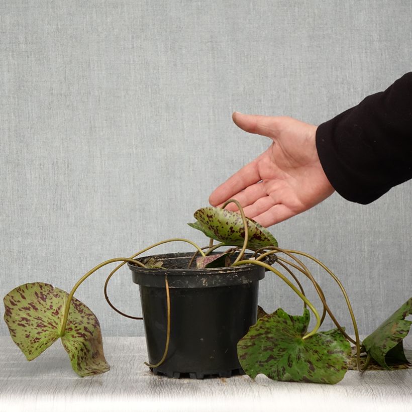 Amostra de Nenúfar Yellow Enigma Vaso de 1,5 L/2 L tal como entregue na primavera