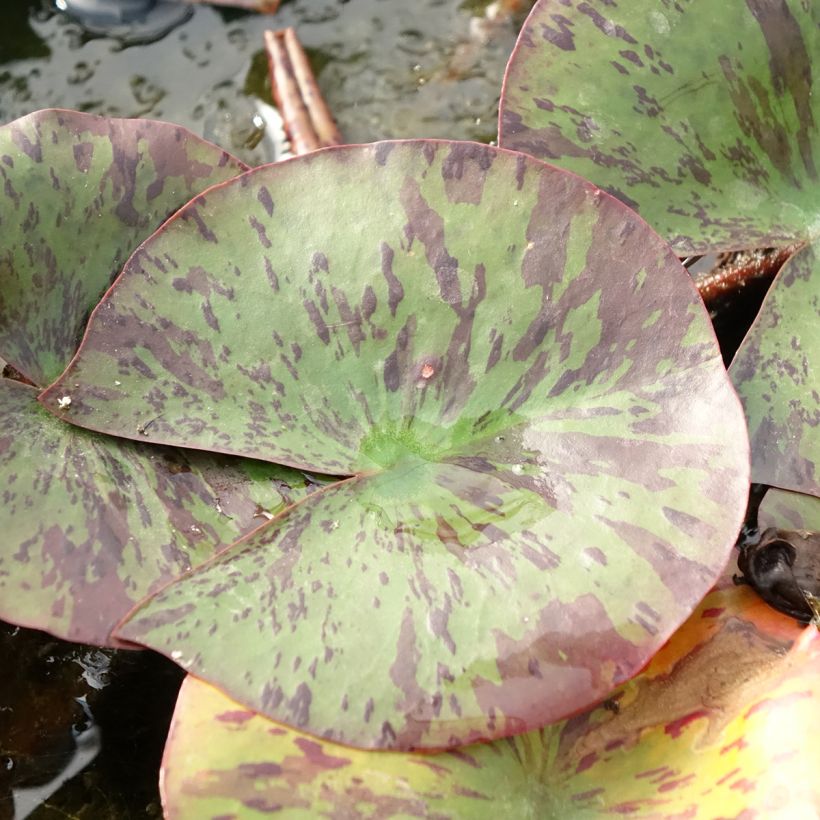 Nenúfar Yellow Queen (Folhagem)