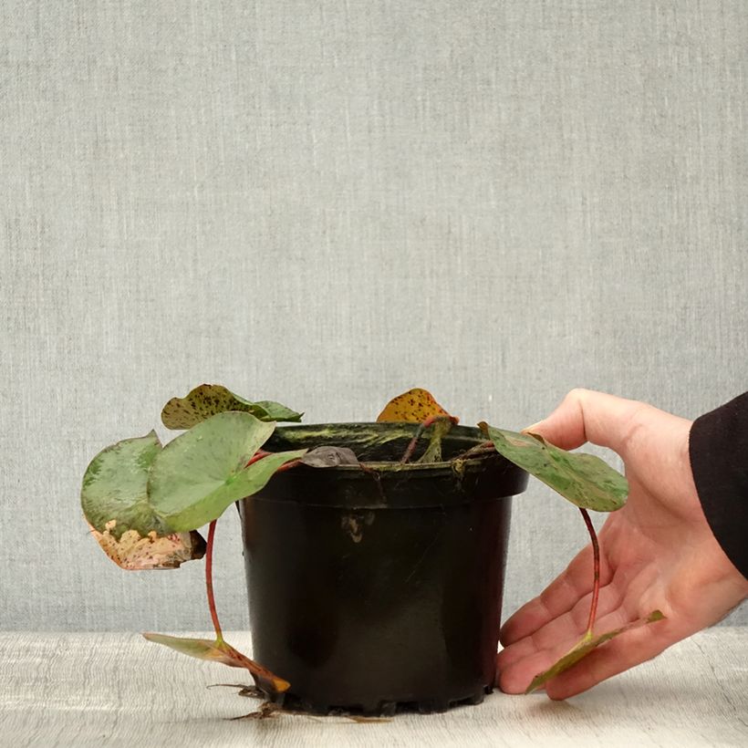 Amostra de Nymphaea Yellow Queen - Nénuphar rustique jaune Pot de 1,5L/2L tal como entregue no outono
