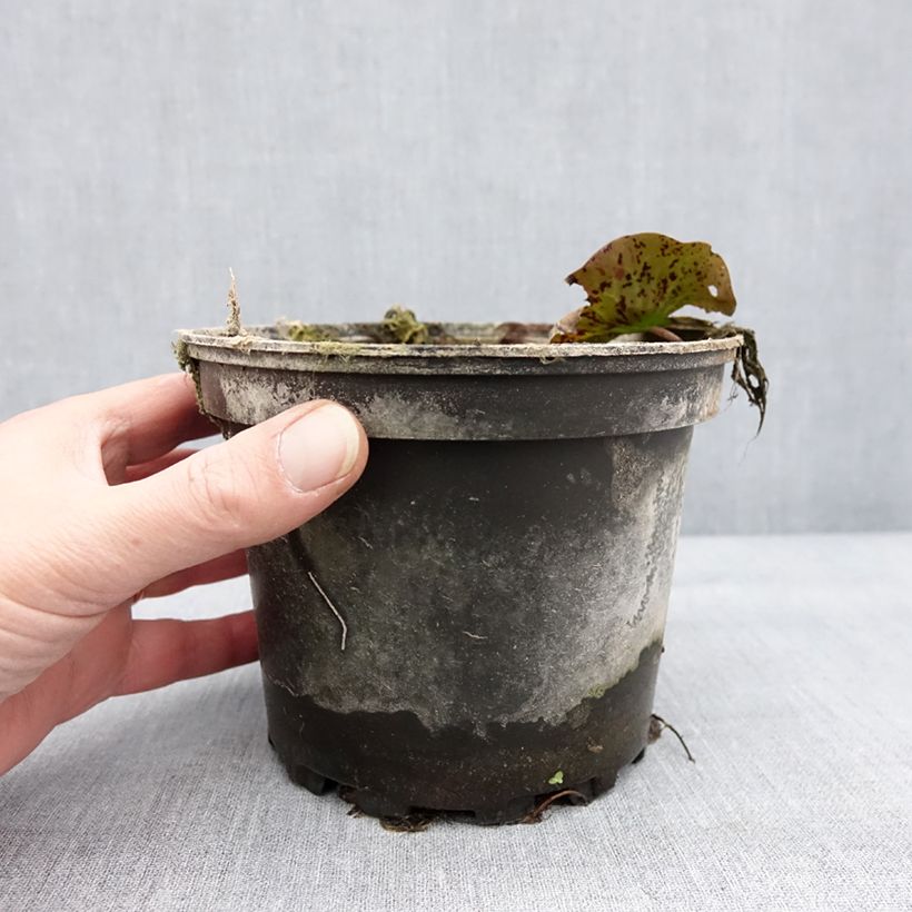 Amostra de Nenúfar Yellow Queen Vaso de 1,5 L/2 L tal como entregue no inverno