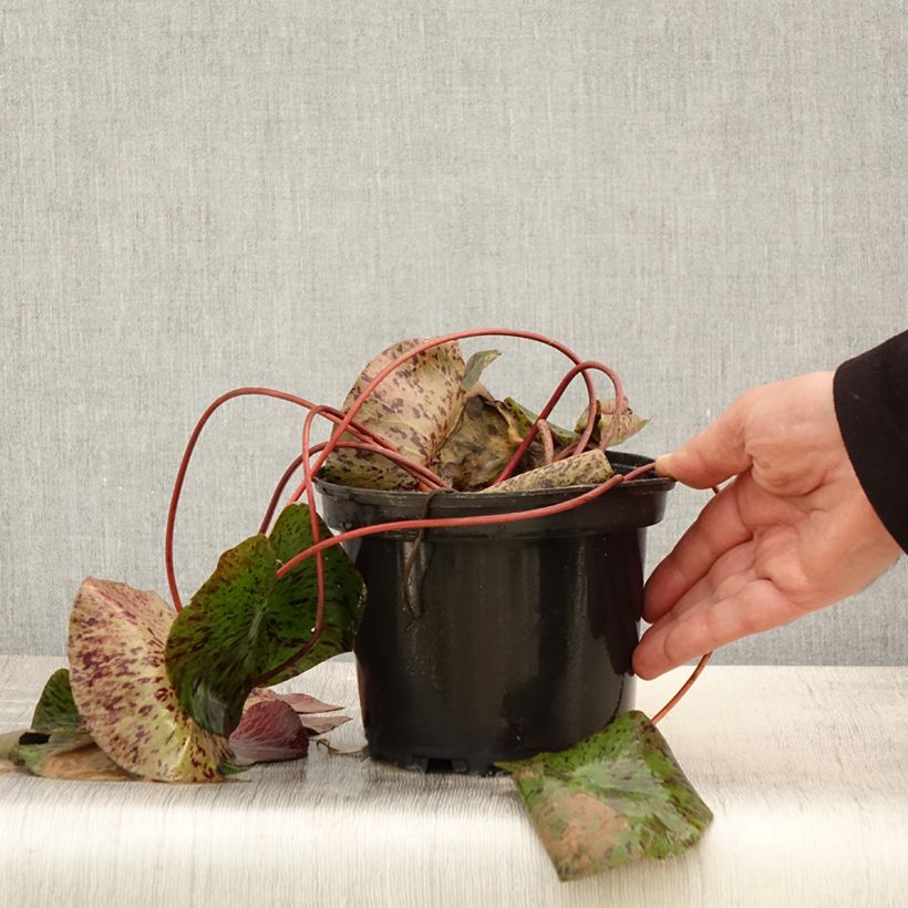 Amostra de Nenúfar Yellow Queen Vaso de 1,5 L/2 L tal como entregue na primavera