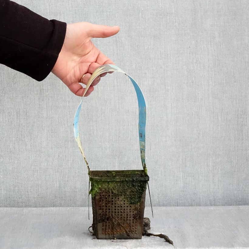 Amostra de Nymphaea Yellow Sensation - Nénuphar rustique jaune Vaso de 1 L/1,5 L tal como entregue no inverno