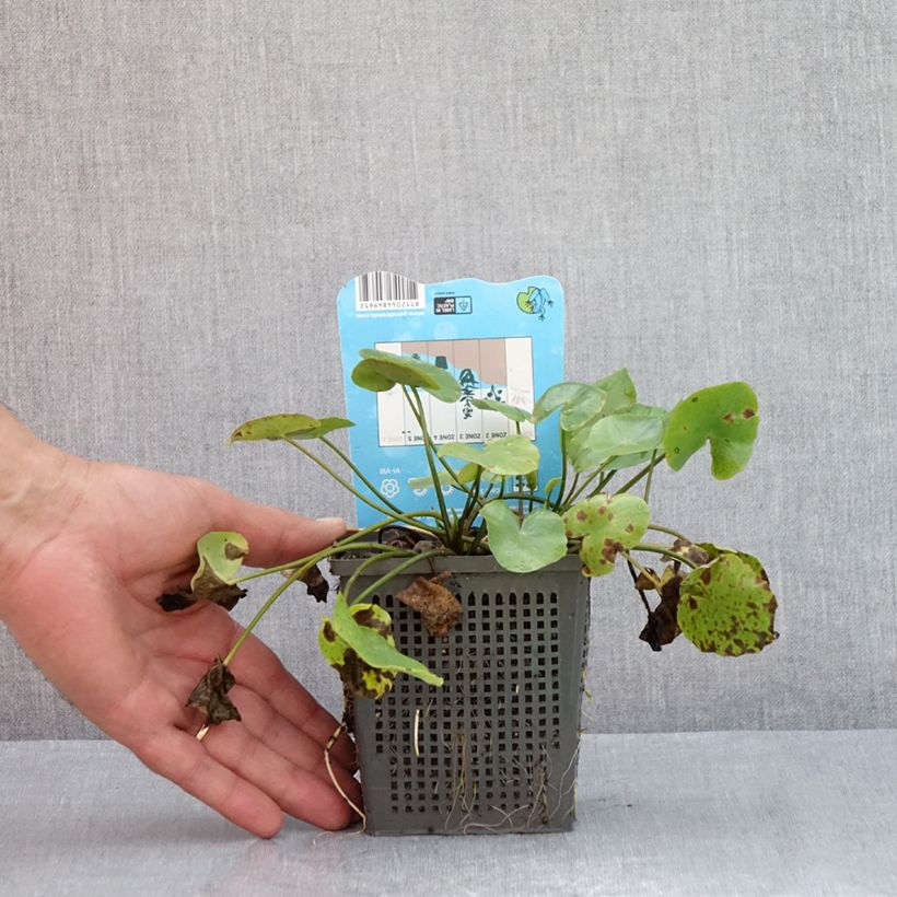 Amostra de Nymphoides peltata - Limnanthème faux-nénuphar Pot de 1L/1,5L tal como entregue no verão