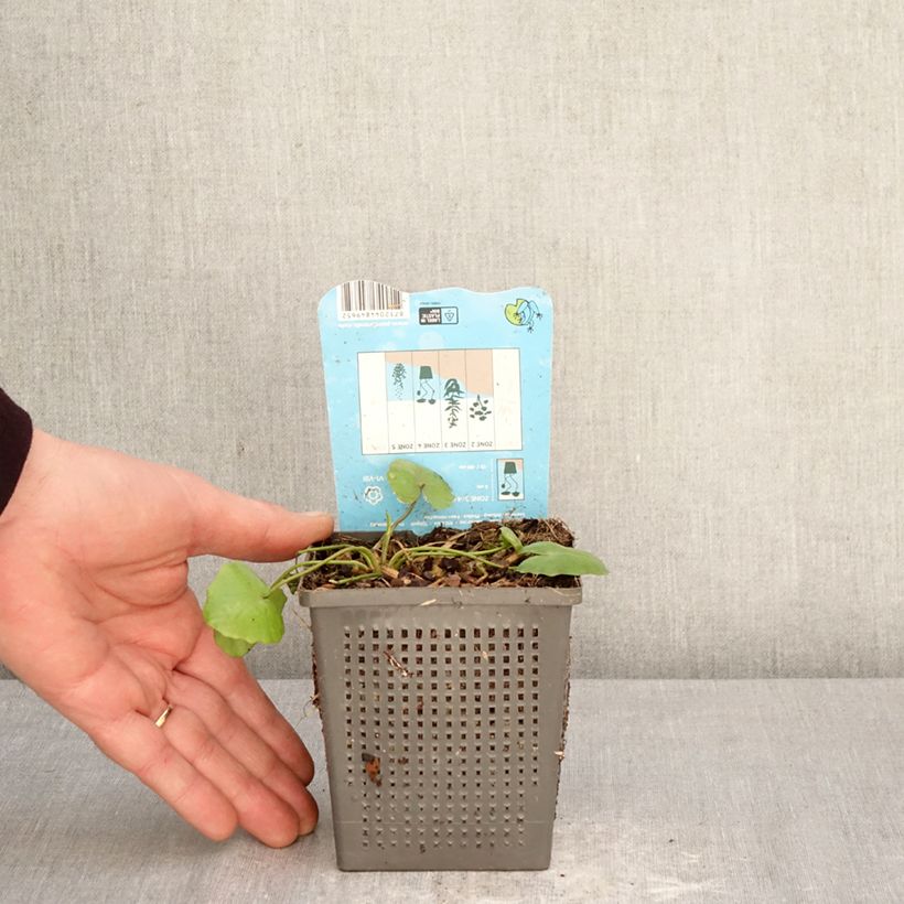 Amostra de Nymphoides peltata Vaso de 1 L/1,5 L tal como entregue na primavera