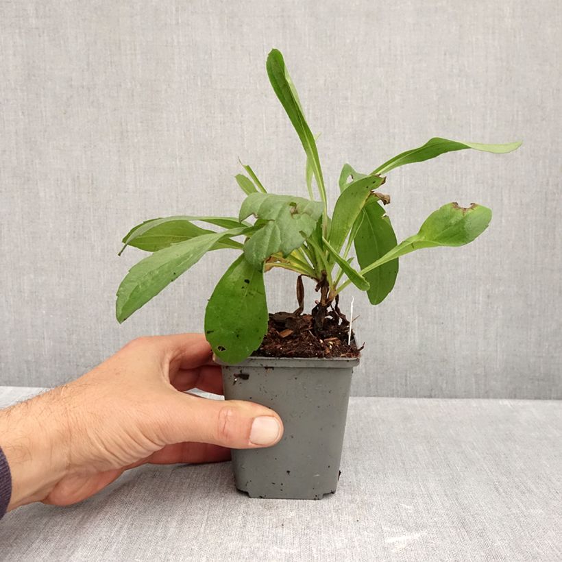 Amostra de Aster amellus Grunder - Olho-de-cristo Vaso de 8/9 cm tal como entregue no outono