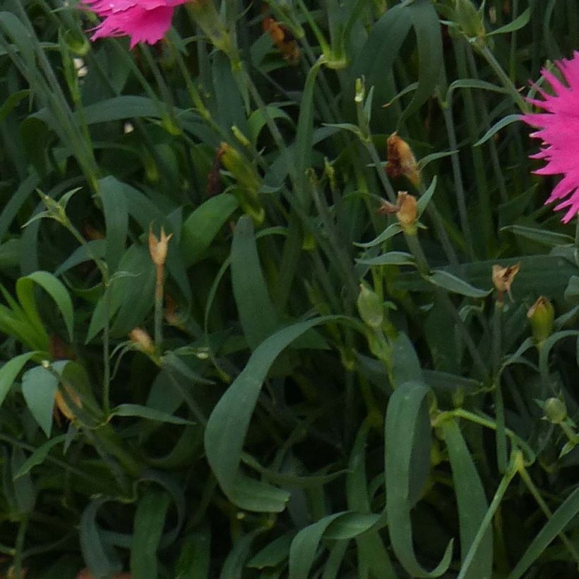 Cravos anuais - Dianthus Suntory Pink (Folhagem)