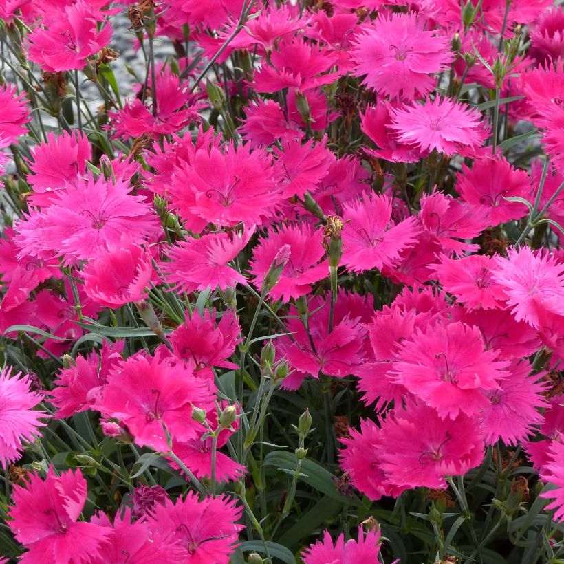 Cravos anuais - Dianthus Suntory Pink (Floração)