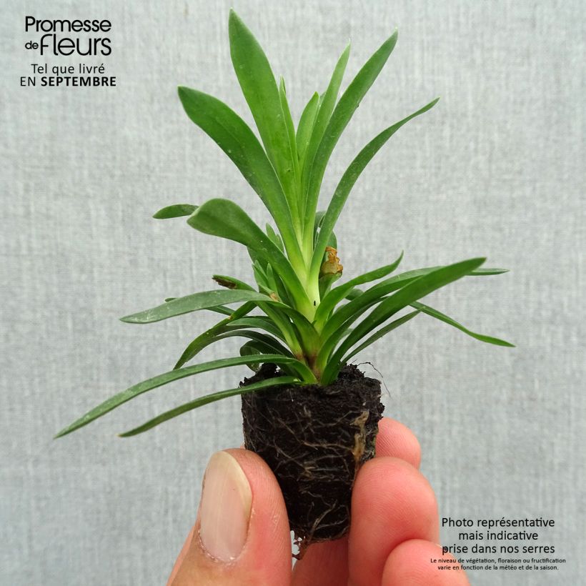 Amostra de Oeillet double vivace Sunflor Sinclair - Dianthus hybride Mini-motte Ø 1,5/2,5 cm tal como entregue no outono