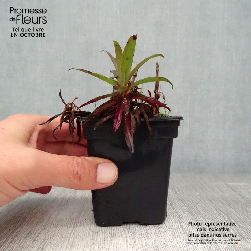 Amostra de Sementes de Cravo dos Poetas Fuliginoso Vaso de 7/8 cm tal como entregue no outono