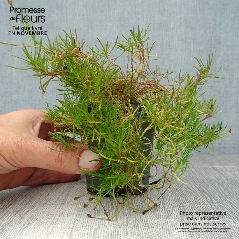 Amostra de Petrorhagia saxifraga Vaso de 8/9 cm tal como entregue no outono