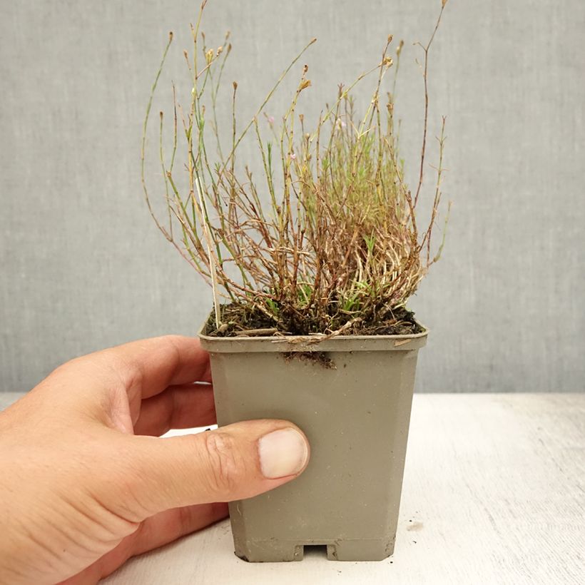 Amostra de Petrorhagia saxifraga Vaso de 8/9 cm tal como entregue no verão