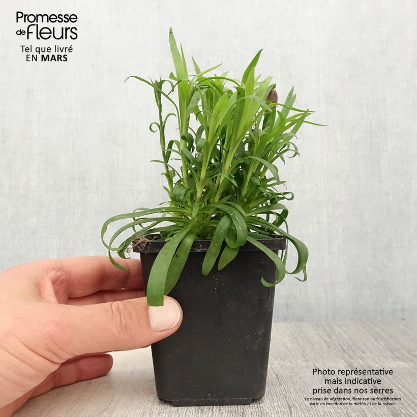 Amostra de Oeillet double vivace Sunflor Beetle - Dianthus hybride Godet de 8/9 cm tal como entregue na primavera