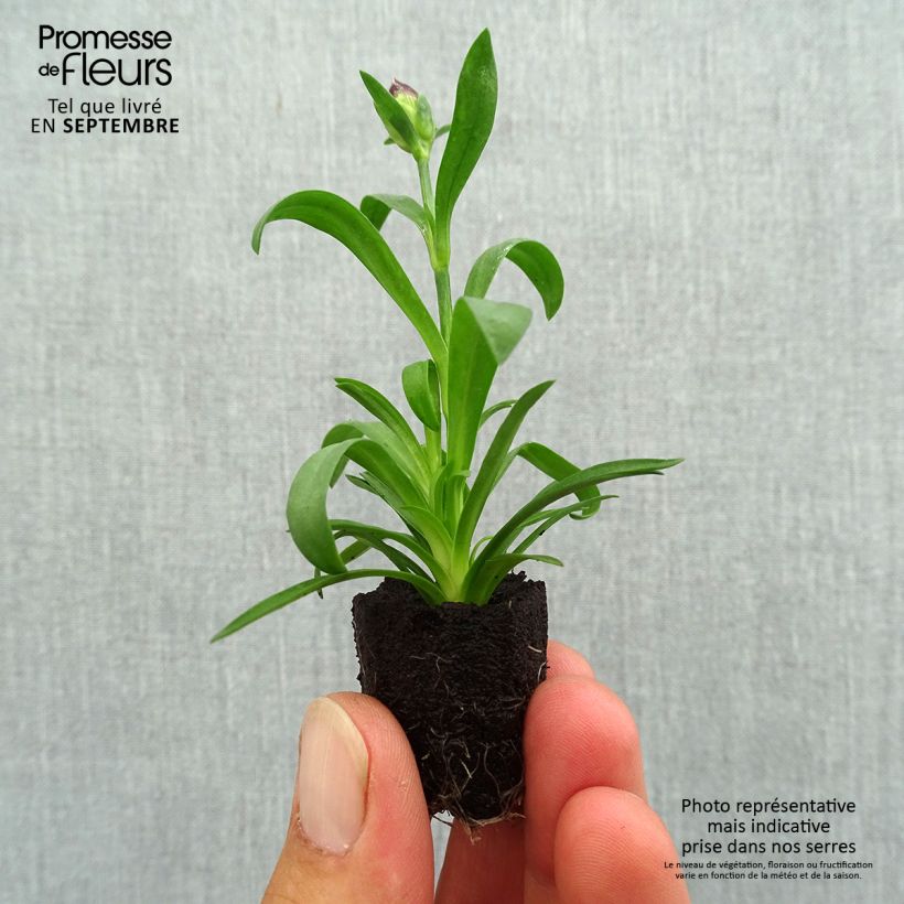 Amostra de Oeillet double vivace Sunflor Beetle - Dianthus hybride Mini-motte Ø 1,5/2,5 cm tal como entregue no outono