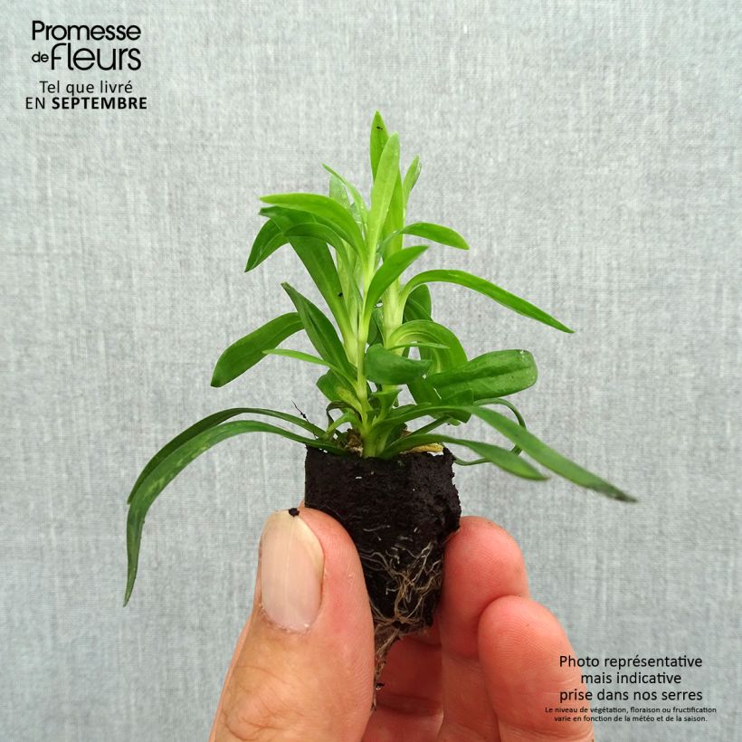 Amostra de Oeillet double vivace Sunflor Cosmos - Dianthus hybride Mini-motte Ø 1,5/2,5 cm tal como entregue no outono