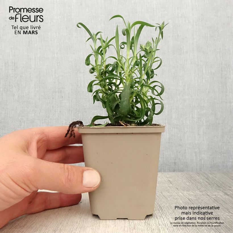 Amostra de Oeillet double vivace Sunflor Evert - Dianthus hybride Godet de 8/9 cm tal como entregue na primavera