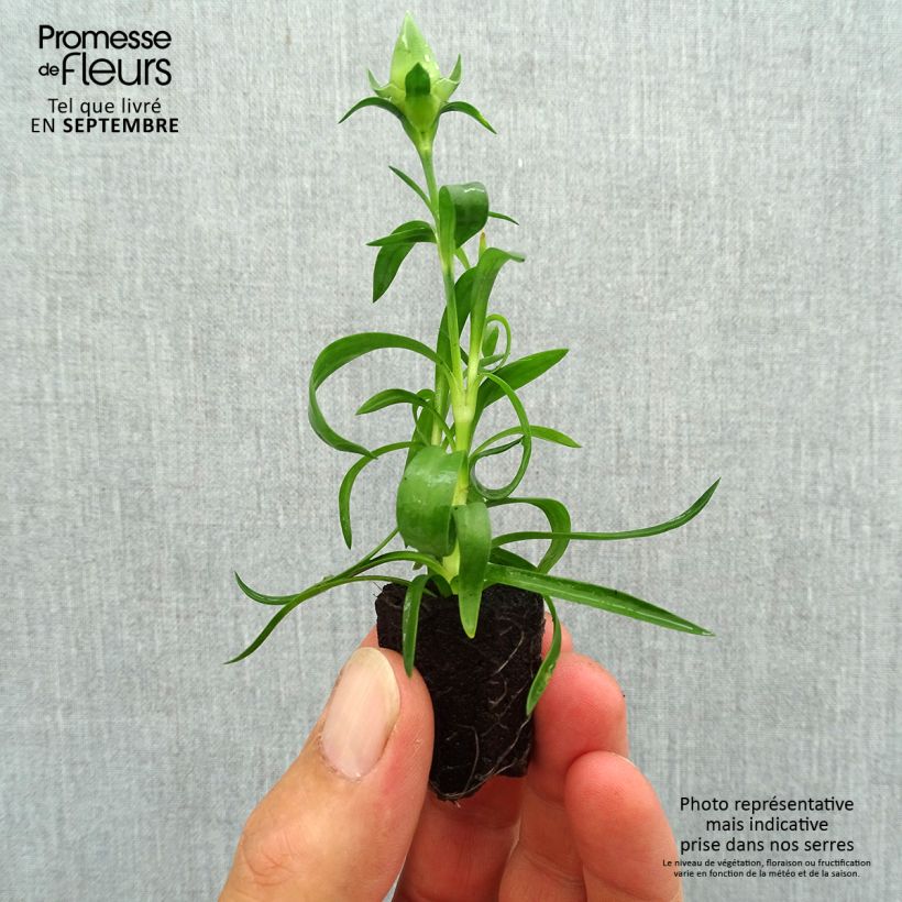 Amostra de Cravos duplos perenes Sunflor Evert Mini-torrão Ø 1,5/2,5 cm tal como entregue no outono