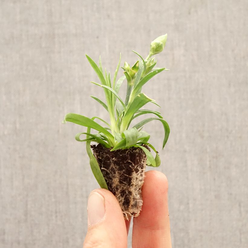 Amostra de Cravos duplos perenes Sunflor Evert Mini-torrão Ø 1,5/2,5 cm tal como entregue na primavera