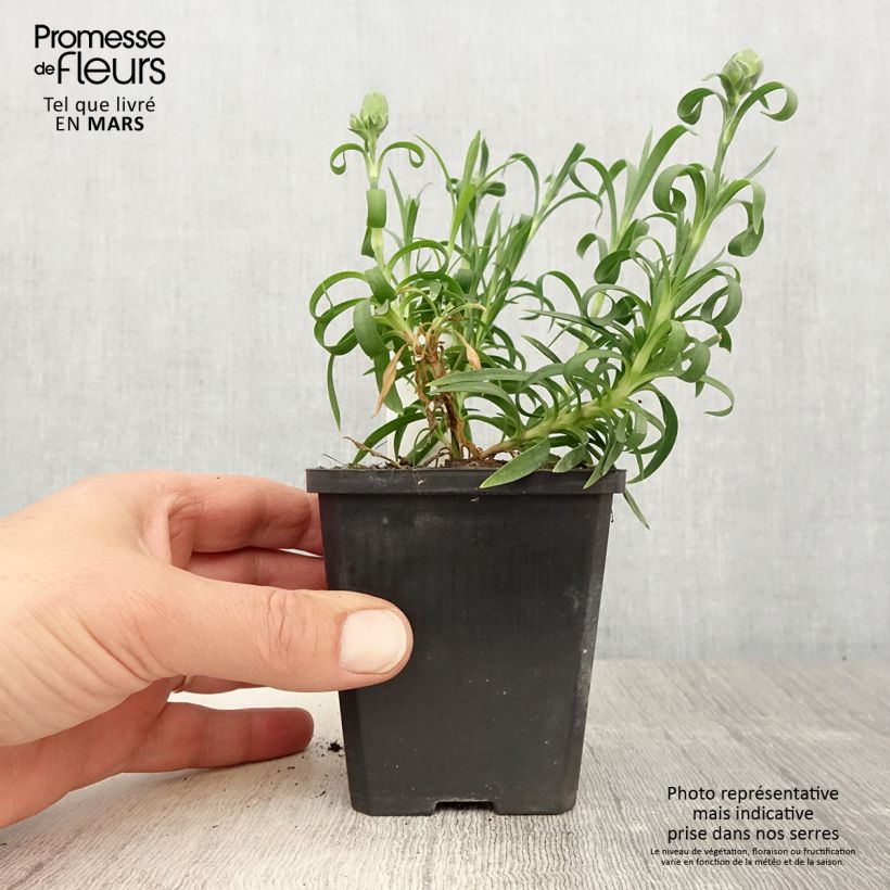 Amostra de Oeillet double vivace Sunflor Megan - Dianthus hybride Godet de 8/9 cm tal como entregue na primavera