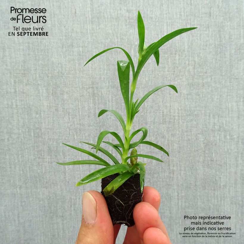 Amostra de Cravos duplos perenes Sunflor Megan Mini-torrão Ø 1,5/2,5 cm tal como entregue no outono