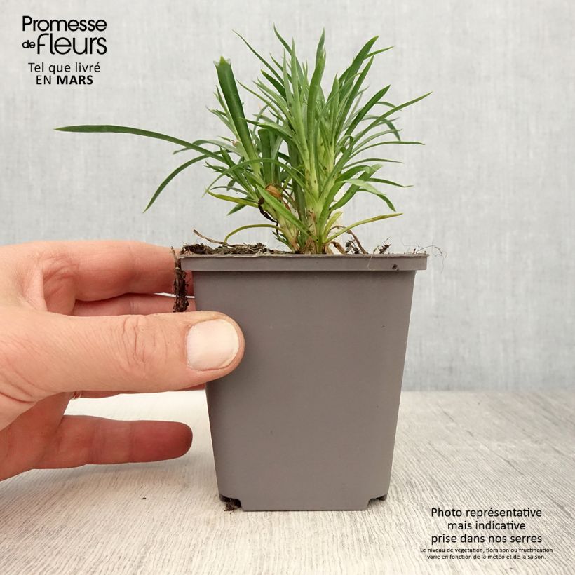 Amostra de Oeillet double vivace Sunflor Red Esta - Dianthus hybride Vaso de 8/9 cm tal como entregue na primavera