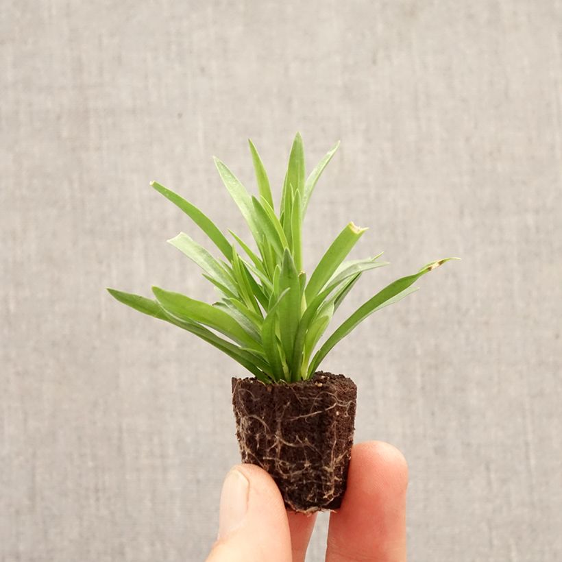Amostra de Dianthus barbatus perene Duplo Sunflor Red Esta Mini-torrão Ø 1,5/2,5 cm tal como entregue na primavera