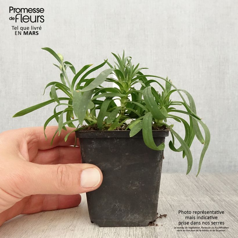 Amostra de Oeillet double vivace Sunflor Sinclair - Dianthus hybride Godet de 8/9 cm tal como entregue na primavera