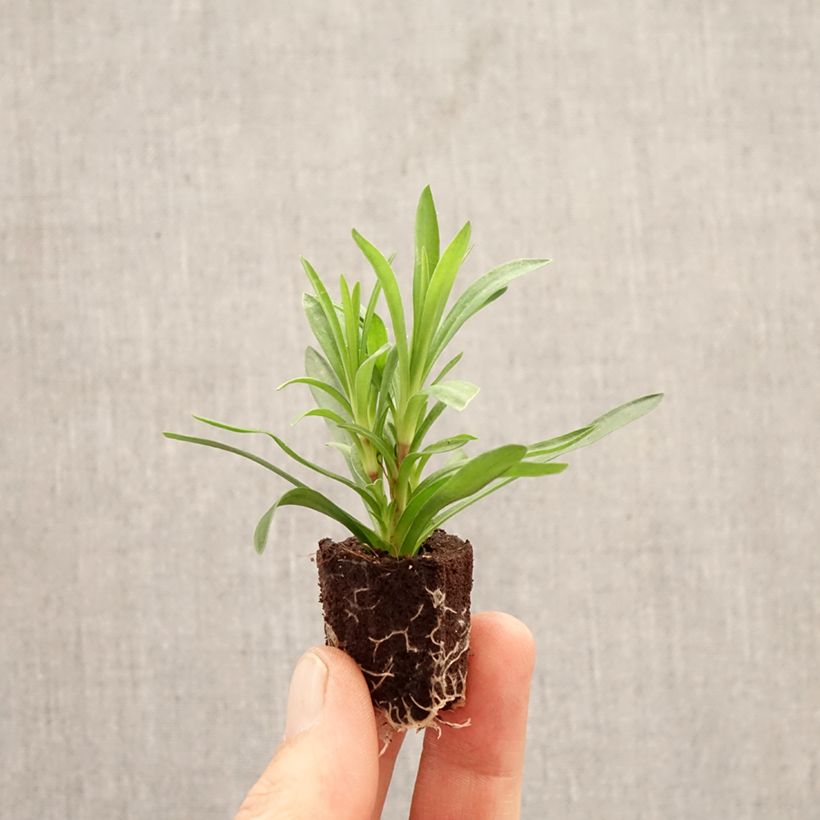 Amostra de Cravos duplos perenes Sunflor Sinclair Mini-torrão Ø 1,5/2,5 cm tal como entregue na primavera
