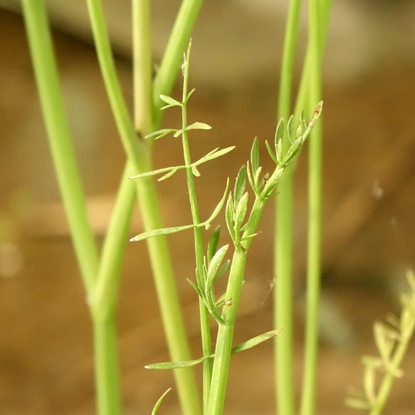 Oenanthe aquatica (Folhagem)