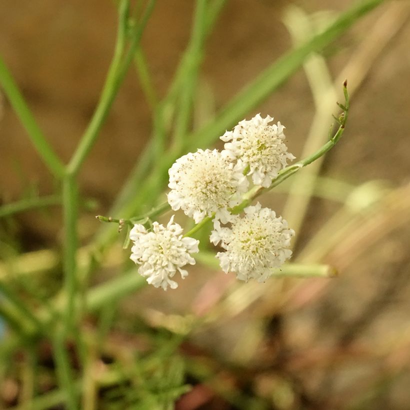 Oenanthe aquatica (Floração)