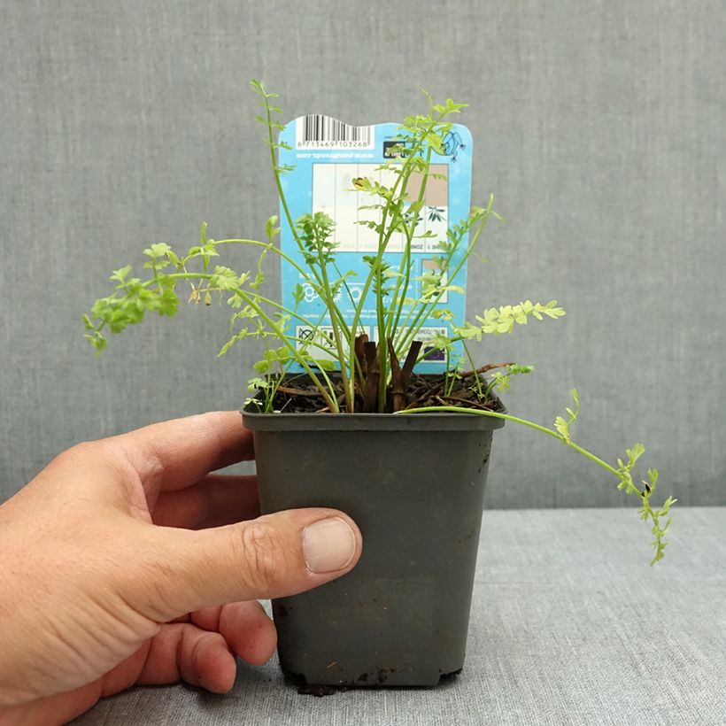 Amostra de Oenanthe aquatica Vaso de 8/9 cm tal como entregue no verão