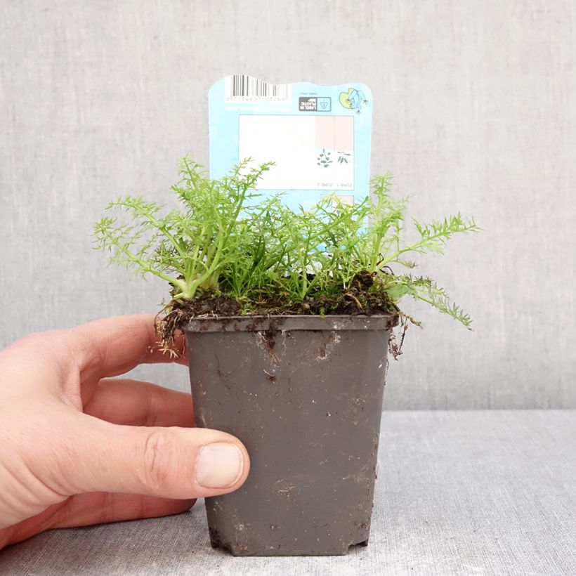 Amostra de Oenanthe aquatica Vaso de 8/9 cm tal como entregue na primavera