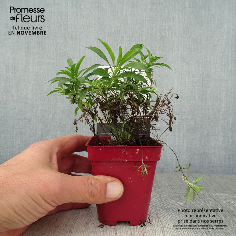 Amostra de Oenothera African Sun - Onagre hybride  Godet de 8/9 cm tal como entregue no outono