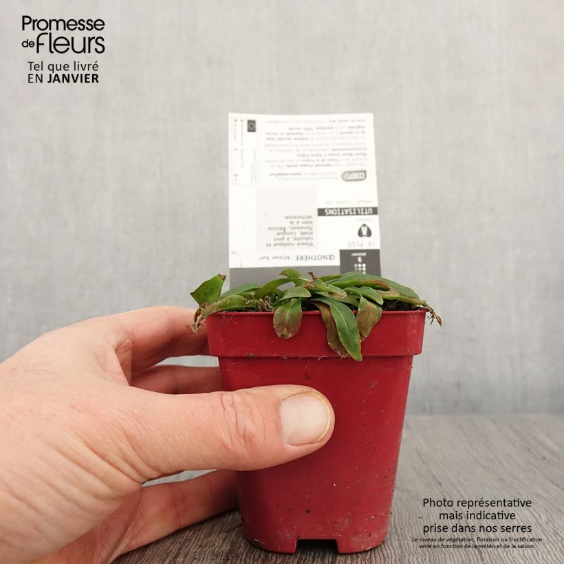 Amostra de Oenothera fruticosa African Sun Vaso de 8/9 cm tal como entregue no inverno