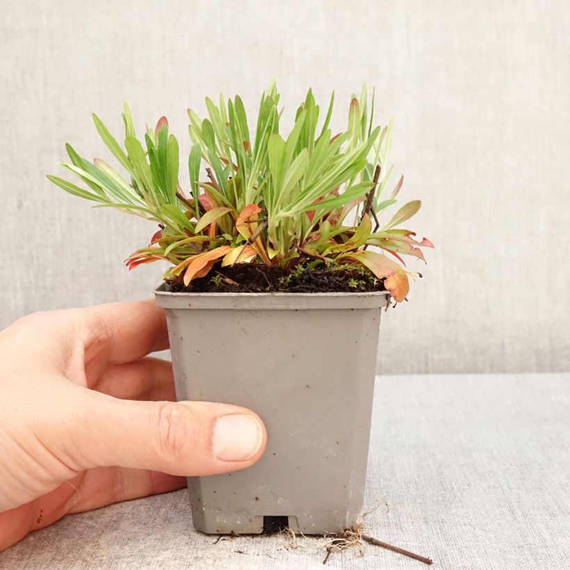 Amostra de Oenothera fruticosa African Sun Vaso de 8/9 cm tal como entregue na primavera
