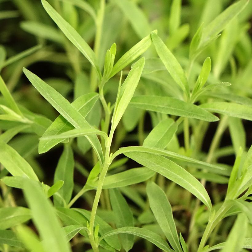 Oenothera fruticosa African Sun (Folhagem)