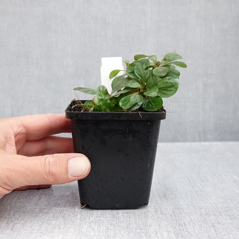 Amostra de Oenothera fruticosa Hohes Licht Vaso de 8/9 cm tal como entregue no outono