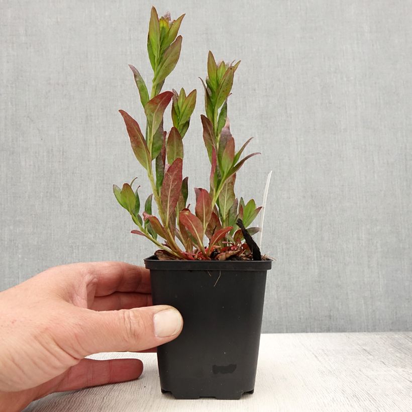 Amostra de Oenothera fruticosa Hohes Licht Vaso de 8/9 cm tal como entregue na primavera