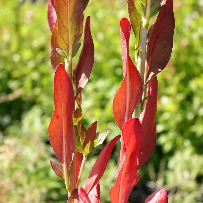 Oenothera fruticosa Hohes Licht (Folhagem)