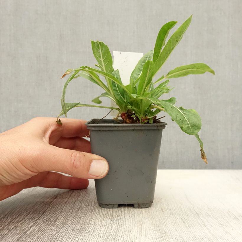 Amostra de Oenothera glazioviana Vaso de 8/9 cm tal como entregue no outono